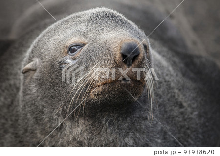 Antarctic fur seal,Arctophoca gazella, an beach, Antartic peninsula. Antarctic fur seal,Arctophoca gazella, an beach, Antartic peninsula. 93938620