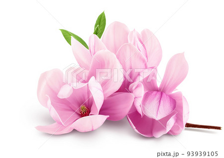Pink magnolia flower isolated on white background with full depth of field 93939105