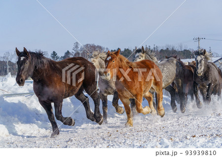 十勝牧場の馬追い運動　（冬北海道観光・道東） 93939810