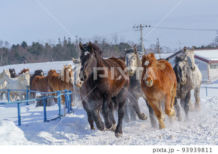 十勝牧場の馬追い運動　（冬北海道観光・道東） 93939811