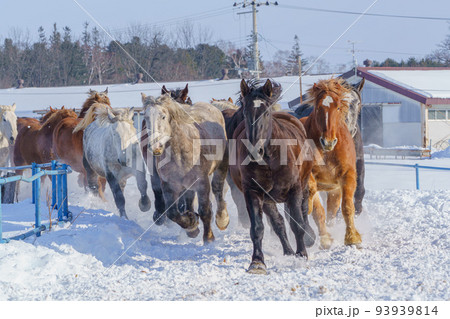十勝牧場の馬追い運動　（冬北海道観光・道東） 93939814