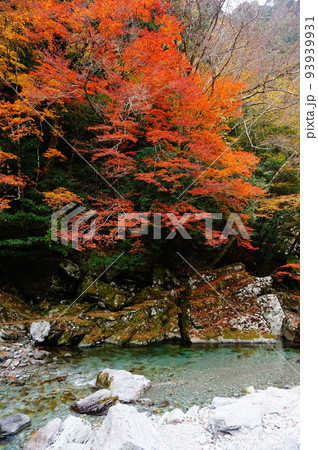 紅葉深まる仁淀川の清流, 仁淀川町, 吾川郡, 高知県, 日本 93939931