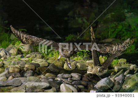 野生のシマフクロウ　北海道知床 93940001