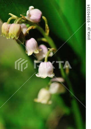 自宅の植木鉢に咲いたピンクスズランの花 自宅の植木鉢に咲いたピンクスズランの花 93940334