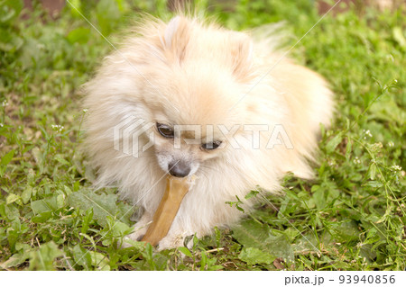 Pomeranian dog chewing a bone on green grass background. 93940856