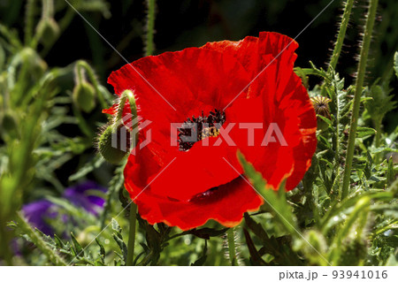 Red poppy flower. 93941016