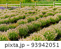 white lavender on the field on the farm 93942051
