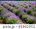 Lavender in bloom in horticulture, shot close up 93942052