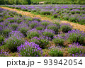 Lavender in bloom in horticulture, shot close up 93942054