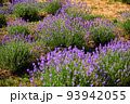 Blooming lavender flowers in a farmer's field 93942055