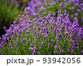 Blooming lavender flowers in a farmer's field 93942056