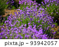 Blooming lavender bushes in a field 93942057