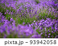 Blooming lavender bushes in a field 93942058