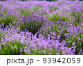 Blooming lavender bushes in a field 93942059