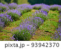 Lavender in bloom in horticulture, shot close up 93942370