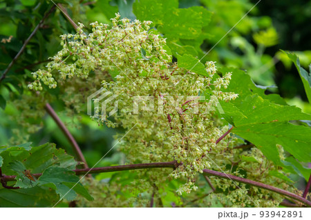 male flowers of common hop, blossom on a summer day male flowers of common hop, blossom on a summer day 93942891