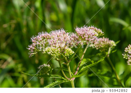 It blooms in the wild hemp agrimony Eupatorium cannabinum It blooms in the wild hemp agrimony Eupatorium cannabinum 93942892