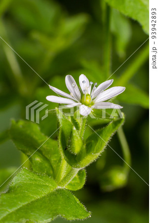 Myosoton aquaticum, Giant Chickweed, Caryophyllaceae. Wild plant shot in spring Myosoton aquaticum, Giant Chickweed, Caryophyllaceae. Wild plant shot in spring 93942893