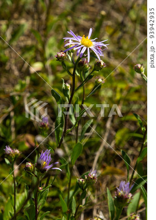 Aster amellus, Compositae. Wild plant shot in summer Aster amellus, Compositae. Wild plant shot in summer 93942935