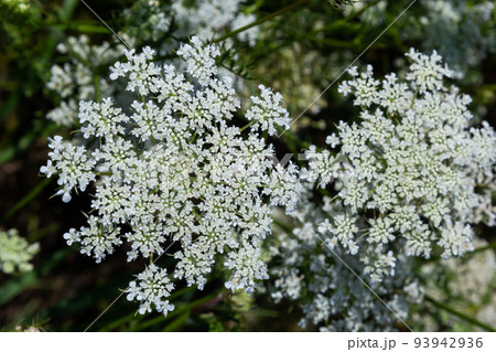 Daucus carota inflorescence, showing umbellets. White small flowers on garden. Blooming vegetables in the garden Daucus carota inflorescence, showing umbellets. White small flowers on garden. Blooming vegetables in the garden 93942936