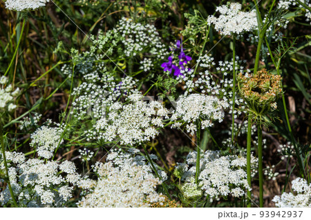 Daucus carota inflorescence, showing umbellets. White small flowers on garden. Blooming vegetables in the garden 93942937