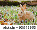 A small white fluffy red rabbit with big ears in a forest flowering spring meadow. Close-up, concept for the spring holiday of Easter 93942963