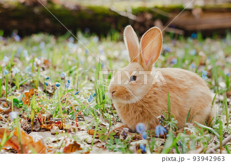 A small white fluffy red rabbit with big ears in a forest flowering spring meadow. Close-up, concept for the spring holiday of Easter A small white fluffy red rabbit with big ears in a forest flowering spring meadow. Close-up, concept for the spring holiday of Easter 93942963