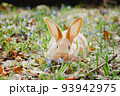 A small white fluffy red rabbit with big ears in a forest flowering spring meadow. Close-up, concept for the spring holiday of Easter 93942975