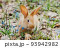 A small white fluffy red rabbit with big ears in a forest flowering spring meadow. Close-up, concept for the spring holiday of Easter 93942982