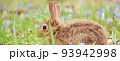A small fluffy red rabbit on a spring blooming forest fire close-up, a concept for the spring holidays of Easter. Easter Bunny, Photo banner 93942998