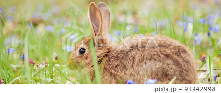 A small fluffy red rabbit on a spring blooming forest fire close-up, a concept for the spring holidays of Easter. Easter Bunny, Photo banner A small fluffy red rabbit on a spring blooming forest fire close-up, a concept for the spring holidays of Easter. Easter Bunny, Photo banner 93942998