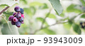 A rare nutritious irga berry ripening on a green branch in a summer garden. Saskatoon Berry, Amelanchier in daylight, close-up, selective focus. Photo banner. summer berries 93943009