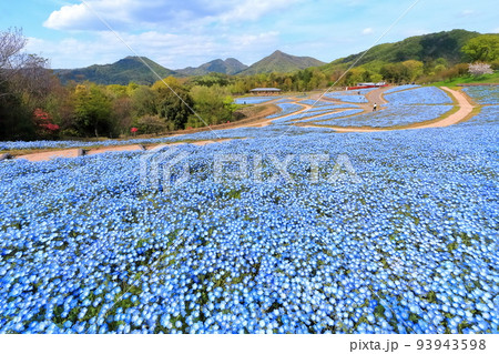 【香川県】春の国営讃岐まんのう公園(ネモフィラ畑) 【香川県】春の国営讃岐まんのう公園(ネモフィラ畑) 93943598