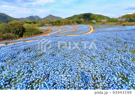 【香川県】春の国営讃岐まんのう公園(ネモフィラ畑) 【香川県】春の国営讃岐まんのう公園(ネモフィラ畑) 93943599
