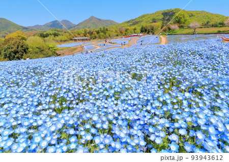 【香川県】春の国営讃岐まんのう公園（ネモフィラ畑） 93943612