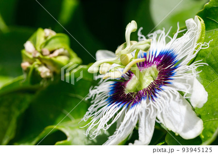 Passion fruit flower. Close-up imagin. Passion fruit flower. Close-up imagin. 93945125
