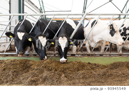 dairy cows stand in a row and eat compound feed on the feed table at a modern dairy farm 93945549