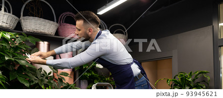 a man takes care of the potted and flowers on the shelves wipe the leaves from dust 93945621