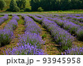 Lavender in bloom in horticulture 93945958