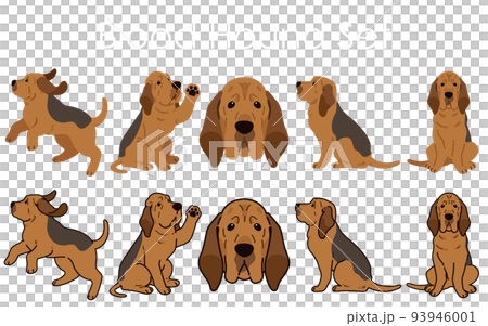 Dog Breeds Set Giant And Large Size Stock Illustration - Download Image Now  - Dog, Scale, Bloodhound - iStock