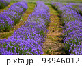 Lavender in bloom in horticulture, shot close up 93946012