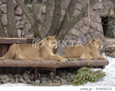Portrait lioness basking in the warm sun after dinner Portrait lioness basking in the warm sun after dinner 93946231