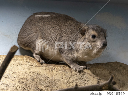 The rock hyrax Procavia capensis, also called dassie, Cape hyrax, rock rabbit 93946549