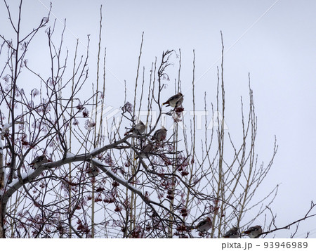 Waxwing flock of birds sitting on a branch of a mountain ash in winter 93946989