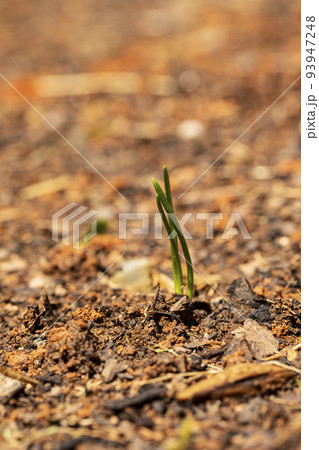 Onion Sprouts in Garden Onion Sprouts in Garden 93947248
