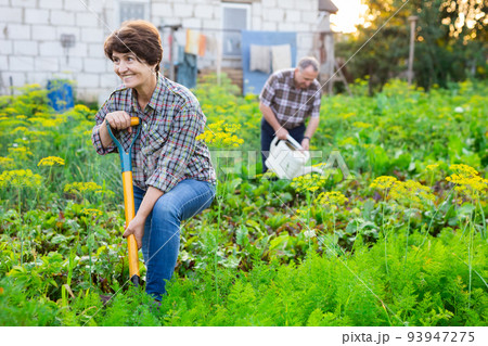 Portrait of happy elderly couple working in the garden Portrait of happy elderly couple working in the garden 93947275