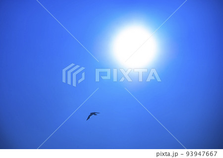 ブルーの空　鳥と太陽 93947667