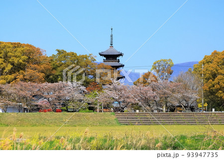 【香川県】四国霊場「第70番札所」桜咲く春の本山寺(五重塔と桜) 【香川県】四国霊場「第70番札所」桜咲く春の本山寺(五重塔と桜) 93947735