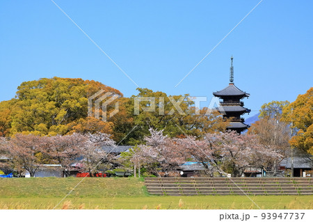 【香川県】四国霊場「第70番札所」桜咲く春の本山寺(五重塔と桜) 【香川県】四国霊場「第70番札所」桜咲く春の本山寺(五重塔と桜) 93947737