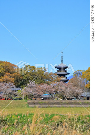 【香川県】四国霊場「第70番札所」桜咲く春の本山寺（五重塔と桜） 93947746
